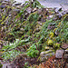 20131127 3073RAw Steinmauer