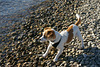 Jack Russell Clifford am Rhein DSC02758
