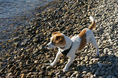 Jack Russell Clifford am Rhein DSC02758