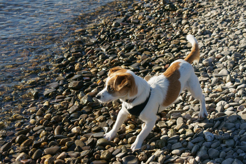 Jack Russell Clifford am Rhein DSC02758