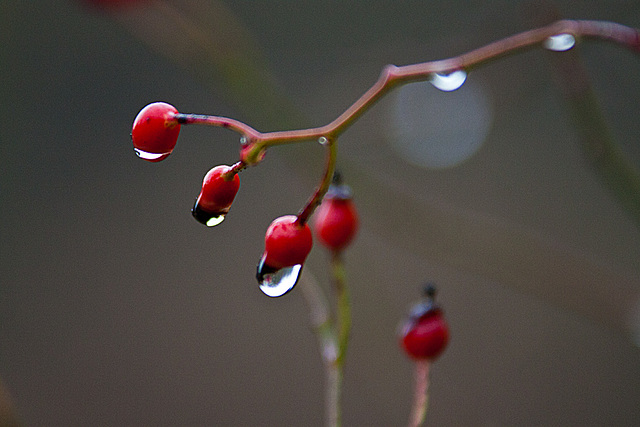 20131127 3081RAw Tropfen, Hagebutte
