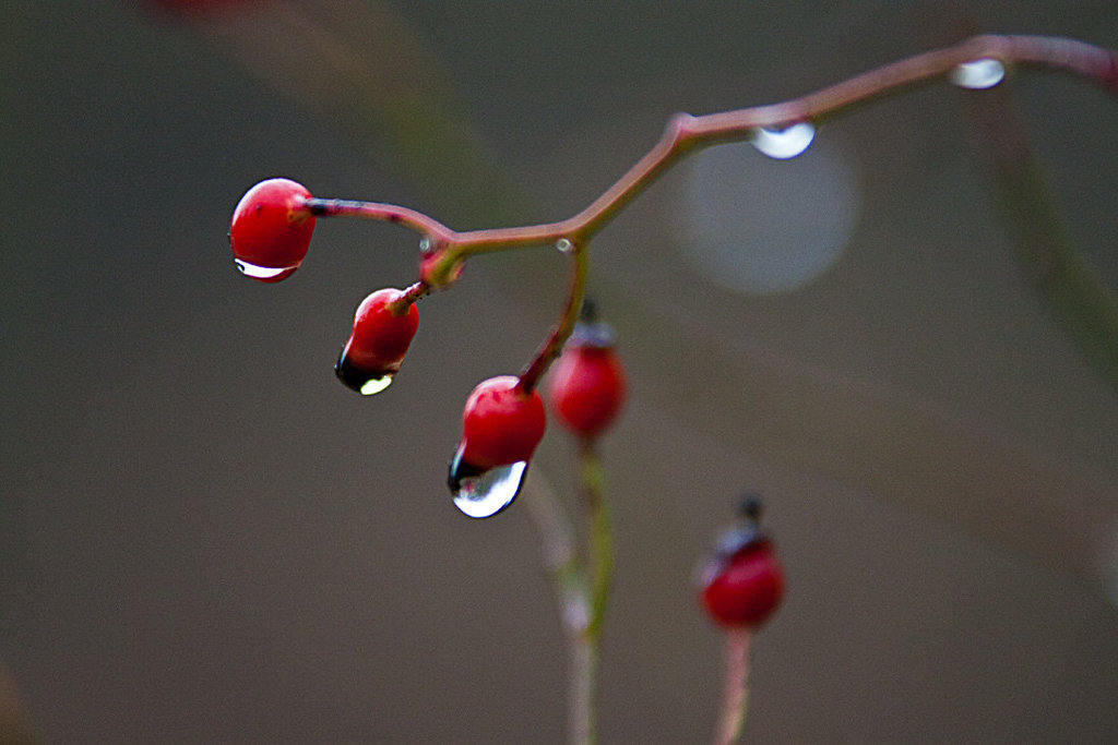 20131127 3081RAw Tropfen, Hagebutte