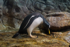 Pinguin DSC02747.jpg