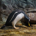 Pinguin DSC02747.jpg
