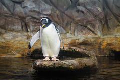 Pinguine DSC02750.jpg