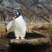 Pinguine DSC02750.jpg