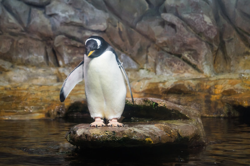 Pinguine DSC02750.jpg