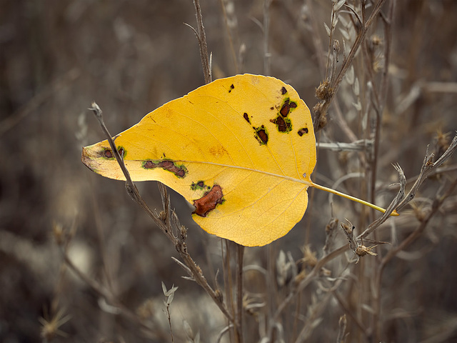 Leaf Caught in Weeds (12 inset images to see! :)