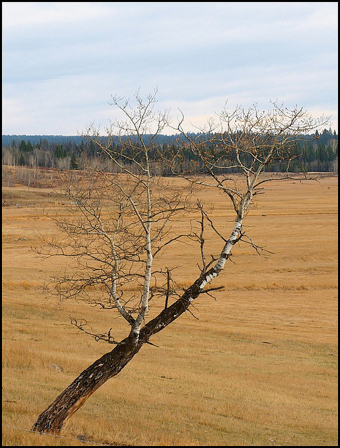 Strong wind lately......