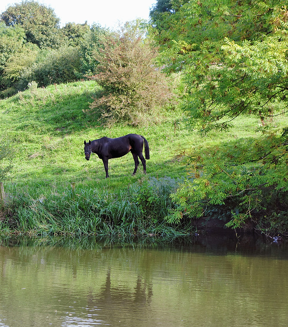 Grazing horse by the canal.