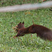 Emsiges Eichhörnchen (Wilhelma)