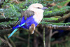 Rollier à ventre bleu = Coracias cyanogaster (Afrique)