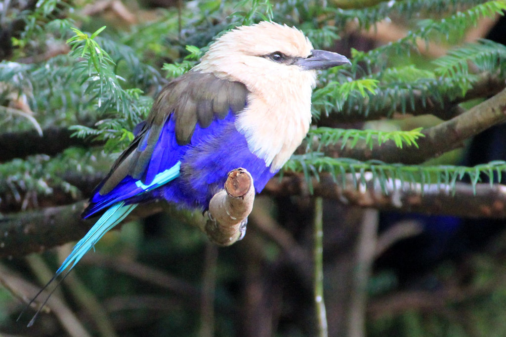 Rollier à ventre bleu = Coracias cyanogaster (Afrique)