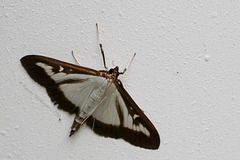 Unbekannter Schmetterling