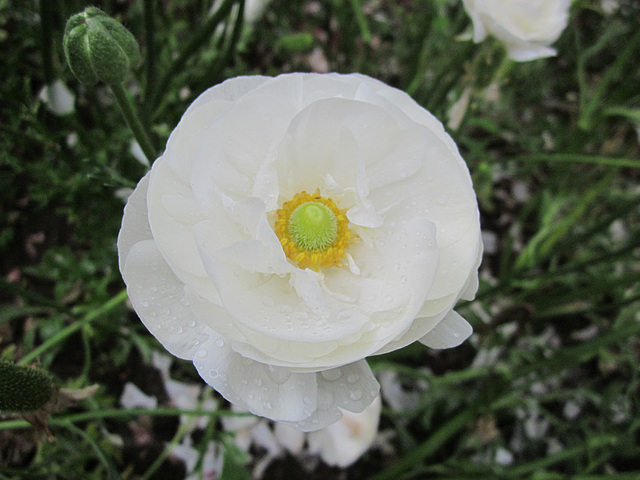 EdnDadSpringBluff092013 011