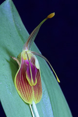 Restrepia flosculata