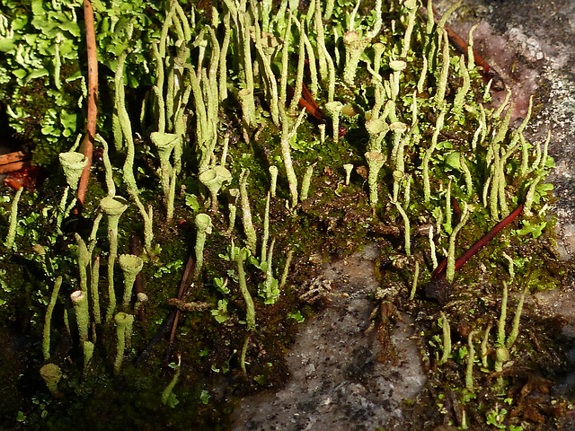 A gathering of Cladonia sp