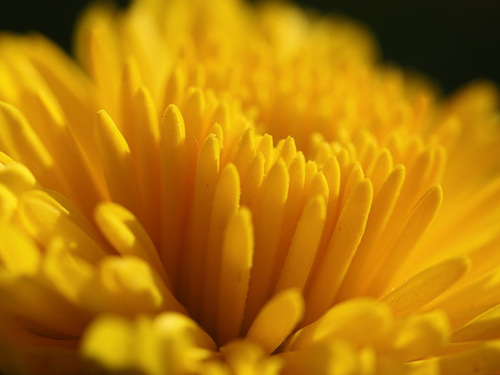 Chrysanthemum