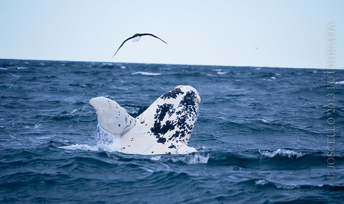 Ballena Blanca