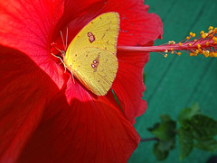 Clouded Sulphur on Hibiscus