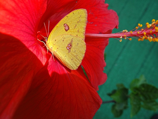 Clouded Sulphur on Hibiscus Clouded Sulphur on Hibiscus