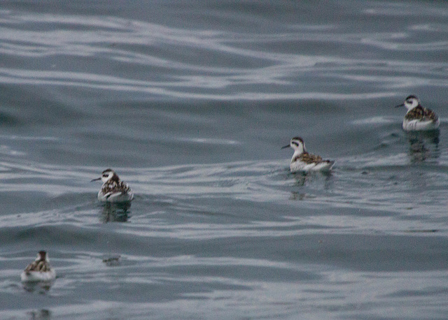 Red-Necked Phalarope