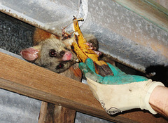 possum in the woodshed