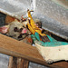 possum in the woodshed