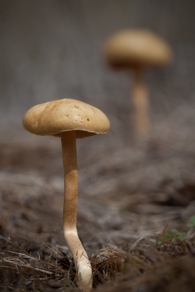 Pair of Mushrooms