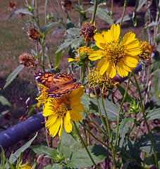 Hackberry Emperor butterfly(Asterocampa celtis)  on Sunflowers