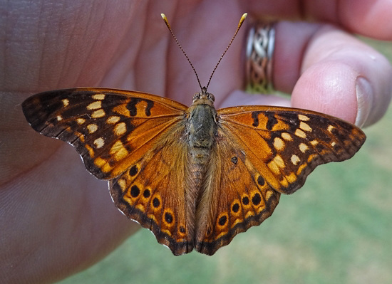 Hackberry Emperor butterfly(Asterocampa celtis) tasting the salts in my skin Hackberry Emperor butterfly(Asterocampa celtis) tasting the salts in my skin