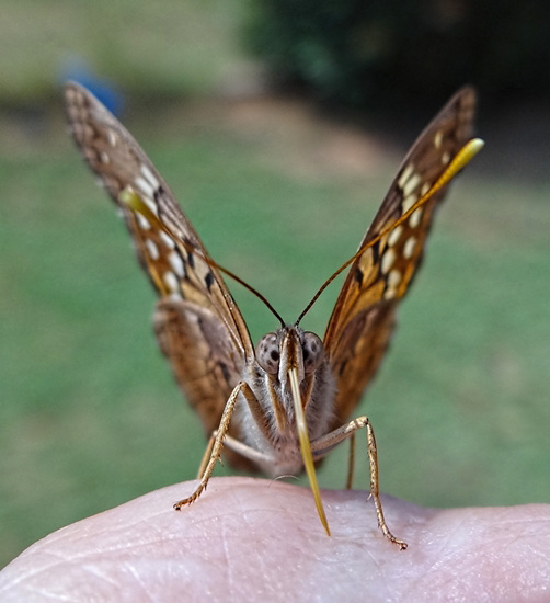 Hackberry Emperor butterfly(Asterocampa celtis) tasting the salts in my skin Hackberry Emperor butterfly(Asterocampa celtis) tasting the salts in my skin