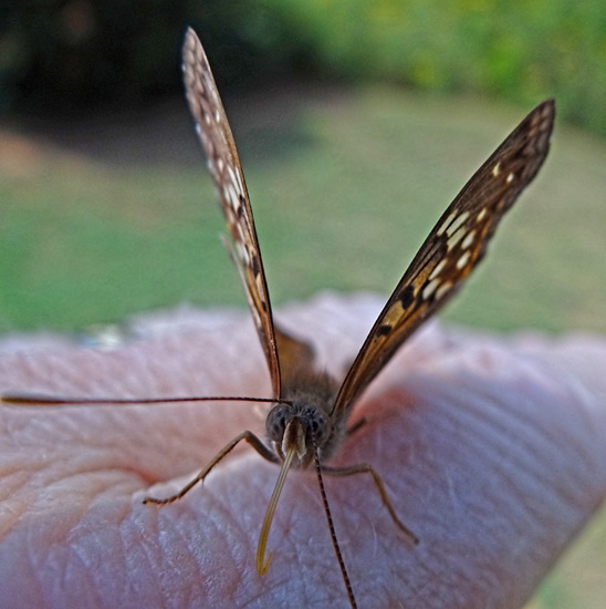 Hackberry Emperor butterfly(Asterocampa celtis) tasting the salts in my skin