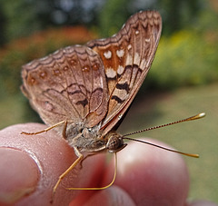 Hackberry Emperor butterfly(Asterocampa celtis) tasting the salts in my skin