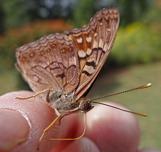 Hackberry Emperor butterfly(Asterocampa celtis) tasting the salts in my skin Hackberry Emperor butterfly(Asterocampa celtis) tasting the salts in my skin