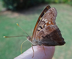 Hackberry Emperor butterfly(Asterocampa celtis) tasting the salts in my skin