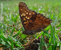 Hackberry Emperor butterfly(Asterocampa celtis)