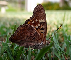 Hackberry Emperor butterfly(Asterocampa celtis)