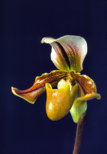 Paphiopedilum Alfred Dimmock