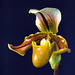 Paphiopedilum Alfred Dimmock