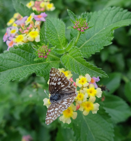 Common Checkered Skipper ( Pyrgus communis)