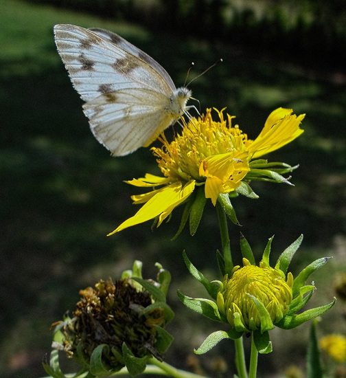 Checkered White butterfly (Pontia protodice)