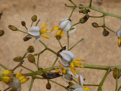 dianella cultivar