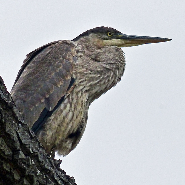 A bird walk treat