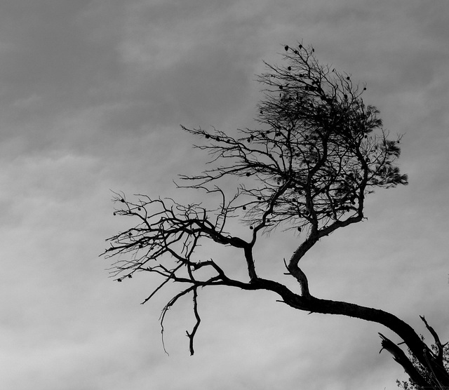 Gargano Coast- Windblown Tree