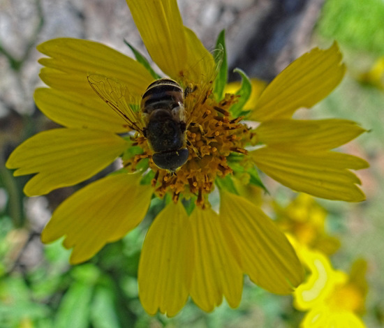 European Hoverfly (Eristalis tenax) on Sunflower