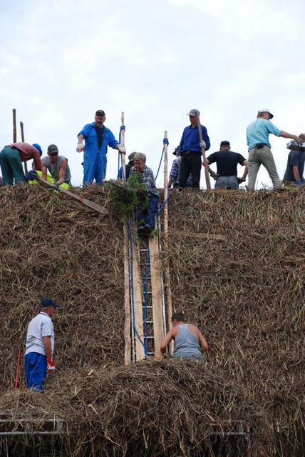 Bringing in the Trees