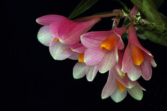 Dendrobium Mountain Magic