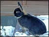 "Juksel" my grandson's rabbit