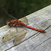 Darter on the fence